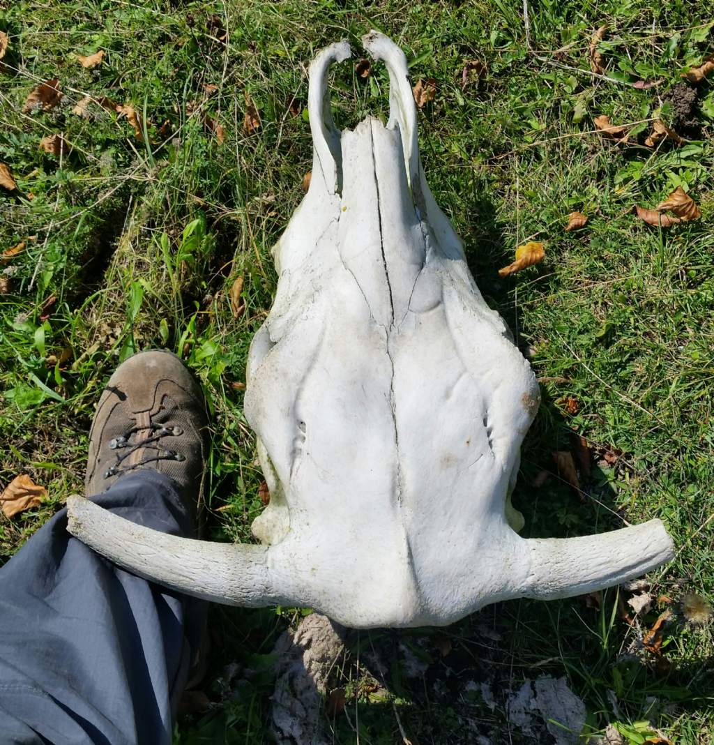 Cranio di bovino?